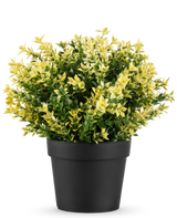 De Kunstplant Buxus geel UV 22 cm UV is een kleine potplant met dichte groene en gele bladeren in een eenvoudige zwarte pot, tegen een effen witte achtergrond.