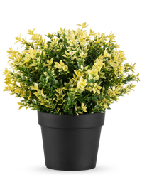 Kunstplant Buxus geel UV 22 cm UV