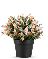 De Kunstplant Buxus roze UV 22 cm heeft dichte, kleine lichtroze en groene bladeren in een effen zwarte pot, tegen een witte achtergrond.