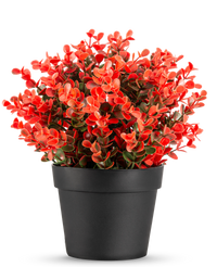 Kunstplant Buxus rood in pot UV 19 cm