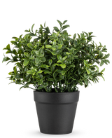 De Kunstplant Murraya 21 cm is een kleine, weelderig groene potplant met dichte, glanzende bladeren in een eenvoudige zwarte pot, afgebeeld tegen een effen witte achtergrond.
