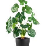 De Kunst Monstera 51 cm in sierpot zwart heeft grote, glanzend groene bladeren met opvallende splijten, in een eenvoudige zwarte pot tegen een effen witte achtergrond.
