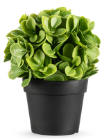 De Kunstplant Murraya UV 20 cm is een kleine, ronde kunstplant met weelderige groene bladeren in een eenvoudige zwarte pot, tegen een effen witte achtergrond.