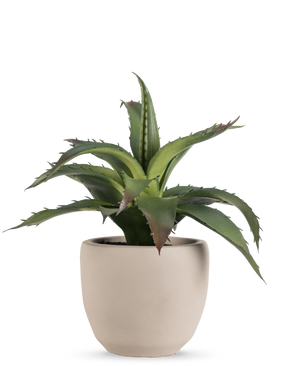 De Kunst vetplant 20 cm in sierpot heeft groene, puntige stekelige bladeren in een eenvoudige ronde pot van lichtbeige keramiek tegen een effen witte achtergrond.