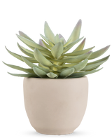 De Kunst vetplant 18 cm heeft dikke, puntige groene bladeren in een eenvoudige, ronde pot van gebroken wit keramiek, tegen een witte achtergrond.