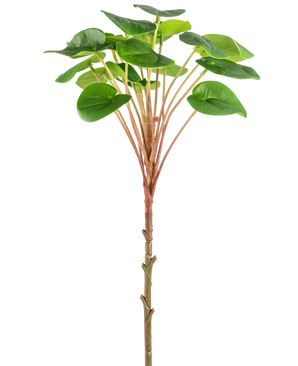 Een Kunst Pilea Pannenkoekplant 50 cm met een slanke bruine stengel, lange roodachtige stengels en grote ronde groene bladeren wordt getoond tegen een effen witte achtergrond.