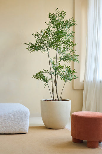 De Kunstplant Ruscus 180 cm, met slanke takken en groene bladeren, staat op een beige vloer naast een bank met witte textuur en een ronde terracotta voetenbank in een zacht verlichte kamer met crèmekleurige muren en transparante witte gordijnen.
