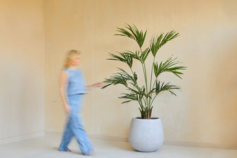 Een vaag persoon in lichtblauwe kleding loopt langs de Kunstplant Kentia Palm 180 cm in een grote witte plantenbak tegen een beige muur.