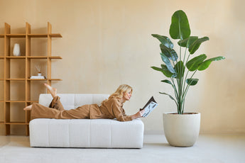 Een vrouw in bruine loungekleding leest een tijdschrift op een witte bank. Achter haar brengt de Kunstplant Strelitzia 180 cm real touch weelderig groen in het moderne, minimalistische decor.