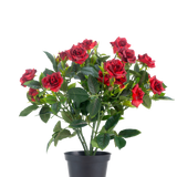 Een Kunstplant Patio-roos 35 cm in rood/zwart heeft levendige rode kunstrozen met weelderige groene bladeren in een zwarte pot, tegen een effen witte achtergrond.