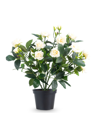 De Kunstplant Patio-roos 35 cm crème UV bestaat uit meerdere stelen, groene bladeren en diverse crèmekleurige rozen in bloei, allemaal geplaatst in een pot tegen een effen witte achtergrond.