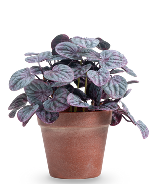 De Kunstplant Rugose blad 26 cm grijs heeft ronde, gestructureerde groene en paarse bladeren in een eenvoudige bruine terracotta pot, tegen een effen witte achtergrond.