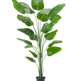 De Kunstplant Strelitzia 240 cm real touch heeft grote, glanzende groene bladeren in een zwarte pot, tegen een effen witte achtergrond.