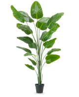 De Kunstplant Strelitzia 240 cm real touch heeft grote, glanzende groene bladeren in een zwarte pot, tegen een effen witte achtergrond.