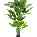 De Kunstplant Strelitzia Real Touch Deluxe 210 cm heeft een hoog, levendig groen blad met grote, glanzende bladeren in een eenvoudige zwarte pot, tegen een effen witte achtergrond.