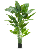 De Kunstplant Strelitzia Real Touch Deluxe 210 cm heeft een hoog, levendig groen blad met grote, glanzende bladeren in een eenvoudige zwarte pot, tegen een effen witte achtergrond.