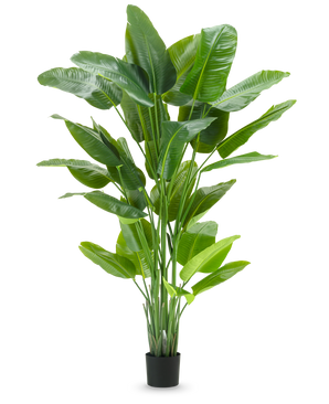 De Kunstplant Strelitzia Real Touch Deluxe 210 cm heeft een hoog, levendig groen blad met grote, glanzende bladeren in een eenvoudige zwarte pot, tegen een effen witte achtergrond.
