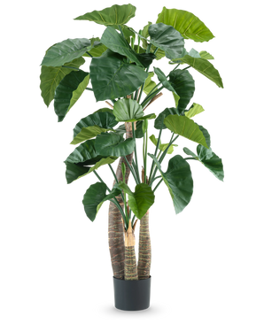 De Kunstplant Alocasia 180 cm heeft grote, glanzend groene bladeren en meerdere dikke stelen in een zwarte pot, tegen een effen witte achtergrond.