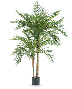 De Kunstplant Areca 180 cm is een hoge kunstpalm met meerdere slanke stammen en lange groene bladeren, in een eenvoudige zwarte pot tegen een witte achtergrond.