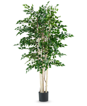 De Kunstplant Ruwe Berk 210 cm heeft meerdere slanke witte stammen en dichte groene bladeren, hoog in een zwarte pot tegen een effen witte achtergrond.