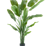 De Kunstplant Strelitzia Nicolai Deluxe 210 cm heeft lange, brede groene bladeren in een eenvoudige zwarte pot op een witte achtergrond. Deze tropische kunstplant geeft elke kamer een weelderige, tropische flair.