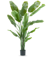 De Kunstplant Strelitzia Nicolai Deluxe 210 cm heeft lange, brede groene bladeren in een eenvoudige zwarte pot op een witte achtergrond. Deze tropische kunstplant geeft elke kamer een weelderige, tropische flair.