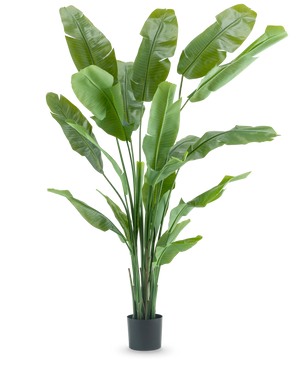 De Kunstplant Strelitzia Nicolai Deluxe 210 cm heeft lange, brede groene bladeren in een eenvoudige zwarte pot op een witte achtergrond. Deze tropische kunstplant geeft elke kamer een weelderige, tropische flair.