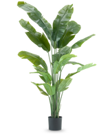 De Kunstplant Strelitzia Nicolai Deluxe 195 cm is een hoge kunstplant met lange, tropische bladeren en meerdere stengels die lijken op een paradijsvogel, perfect als opvallende kamerplant tegen elke effen witte achtergrond.