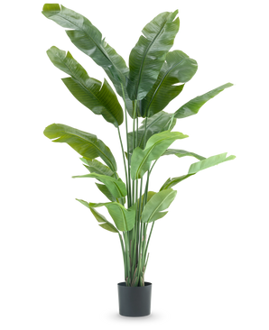 De Kunstplant Strelitzia Nicolai Deluxe 195 cm is een hoge kunstplant met lange, tropische bladeren en meerdere stengels die lijken op een paradijsvogel, perfect als opvallende kamerplant tegen elke effen witte achtergrond.