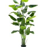 De Kunstplant Strelitzia Real Touch Deluxe 300 cm is een hoge kunstplant met lange, brede groene bladeren in een zwarte pot, afgebeeld tegen een effen witte achtergrond.