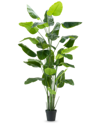 Kunstplant Strelitzia Real Touch Deluxe 300 cm