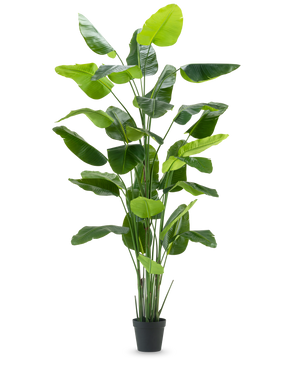 De Kunstplant Strelitzia Real Touch Deluxe 300 cm is een hoge kunstplant met lange, brede groene bladeren in een zwarte pot, afgebeeld tegen een effen witte achtergrond.