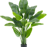 De Kunstplant Strelitzia Real Touch Deluxe 180 cm is een hoge kunstplant met grote, glanzende groene bladeren als een tropische paradijsvogel, in een eenvoudige zwarte pot tegen een witte achtergrond.