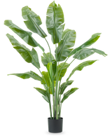 Kunstplant Strelitzia Nicolai Deluxe 180 cm met lange, brede groene bladeren in een eenvoudige zwarte pot steekt af tegen een effen witte achtergrond - een opvallende kamerplant en stijlvol decorstuk voor elk interieur.