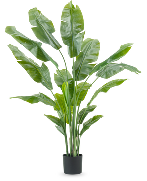 Kunstplant Strelitzia Nicolai Deluxe 180 cm met lange, brede groene bladeren in een eenvoudige zwarte pot steekt af tegen een effen witte achtergrond - een opvallende kamerplant en stijlvol decorstuk voor elk interieur.