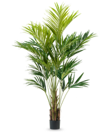 De Kunstplant Kentia Palm 270 cm heeft meerdere slanke stengels en lange, overhangende groene bladeren in een hoog potontwerp, tegen een effen witte achtergrond.