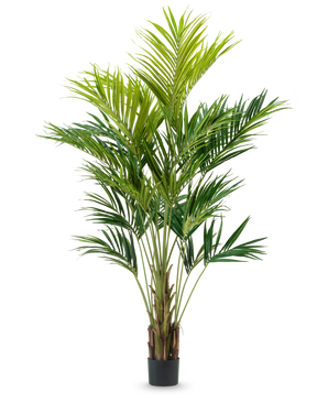 De Kunstplant Kentia Palm 270 cm heeft meerdere slanke stengels en lange, overhangende groene bladeren in een hoog potontwerp, tegen een effen witte achtergrond.