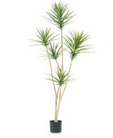 De Kunstplant Dracaena Fragnans 180 cm is een hoge kunstplant met meerdere lange, slanke stengels en trossen stekelige groene bladeren tegen een effen witte achtergrond.