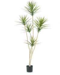 Kunstplant Dracaena Fragnans 180 cm