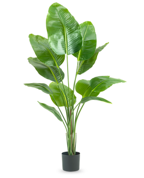 De Kunstplant Strelitzia 150 cm real touch2 heeft grote, glanzende groene bladeren met een realistische „paradijsvogel“-uitstraling en een realistische afwerking, gepresenteerd tegen een effen witte achtergrond.