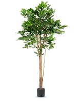 De Kunst Eikenboom 210 cm heeft meerdere dunne bruine stammen en dichte groene bladeren in een zwarte plastic pot, tegen een effen witte achtergrond.