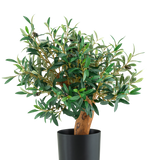 De Kunst Olijfmontage UV 60cm is een kleine olijfboom in pot met weelderige groene bladeren en een stevige stam, gepresenteerd in een strakke zwarte pot tegen een effen witte achtergrond.