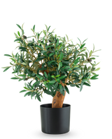 De Kunst Olijfmontage UV 60cm is een kleine olijfboom in pot met weelderige groene bladeren en een stevige stam, gepresenteerd in een strakke zwarte pot tegen een effen witte achtergrond.