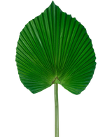 Het Kunstblad 73 cm is een kunstmatig groen palmblad met een waaiervormig, geplooid ontwerp met een lange steel, tegen een effen witte achtergrond.