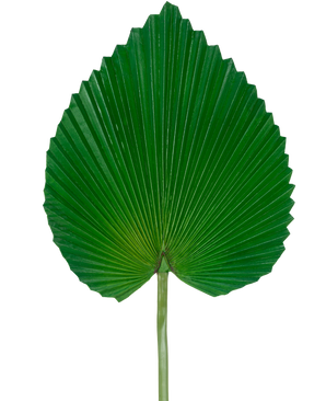 Het Kunstblad 81 cm is een enkel groot groen palmblad met een waaiervormige, hartachtige vorm en diepe, symmetrische ribbels tegen een effen witte achtergrond.