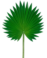 Het Kunstblad Washingtonia 73cm is een enkel groen palmblad met een waaiervorm, uitwaaierende puntige segmenten en een lange, slanke steel, afgebeeld tegen een effen witte achtergrond.