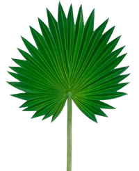 Kunstblad Washingtonia 73cm