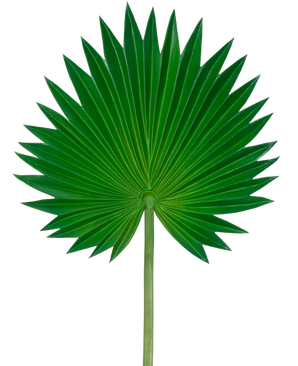 Het Kunstblad Washingtonia 73cm is een enkel groen palmblad met een waaiervorm, uitwaaierende puntige segmenten en een lange, slanke steel, afgebeeld tegen een effen witte achtergrond.