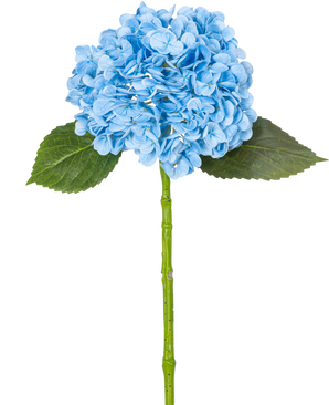 De Kunsthortensia "Annabelle" Real Touch Blauw 55cm heeft een enkele blauwe hortensia met bloemblaadjes, twee groene bladeren en een lange steel, tegen een effen witte achtergrond.