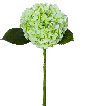 De Kunsthortensia "Annabelle" Real Touch Groen 55cm heeft een enkele lichtgroene hortensiabloem met een ronde tros, twee donkergroene bladeren en een lange steel, allemaal geïsoleerd op een witte achtergrond.